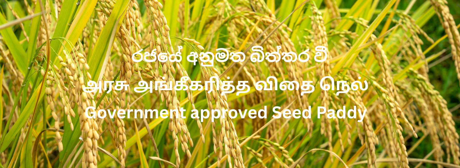 Seed Paddy