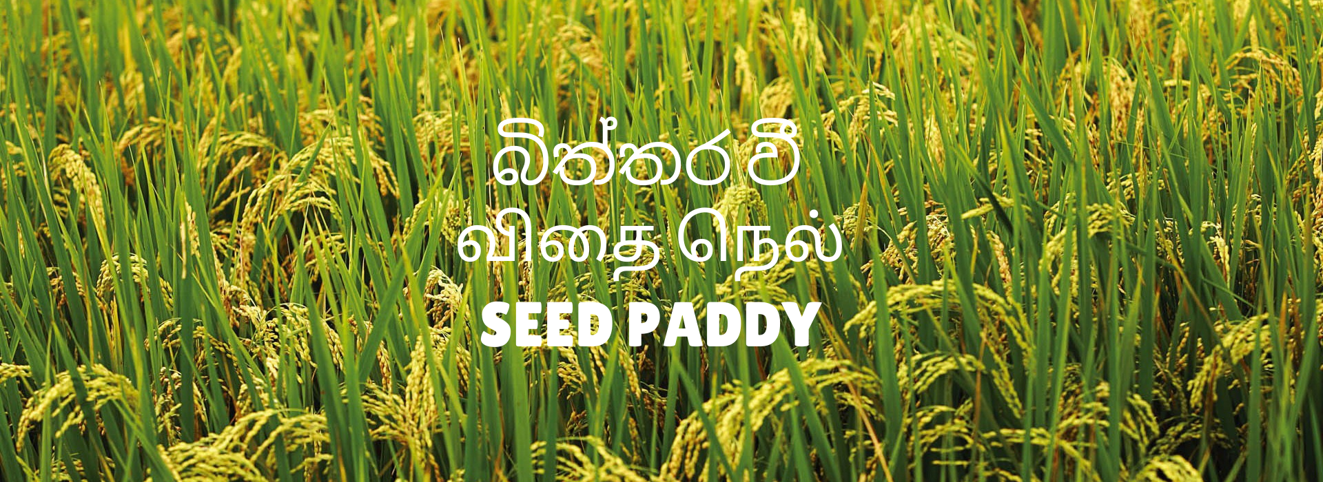 Seed Paddy