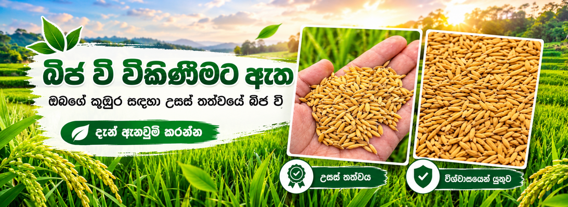 Seed Paddy